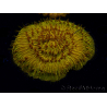 WYSIWYG Cycloseris sp 14 Ultra Neon Orange (4.5 cm)