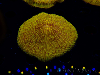 WYSIWYG Cycloseris sp 15 Ultra Neon Orange (5 cm)