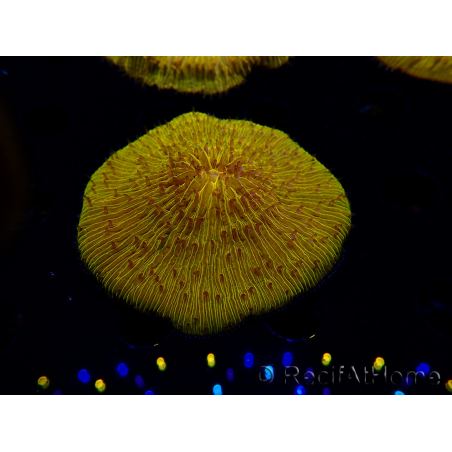 WYSIWYG Cycloseris sp 15 Ultra Neon Orange (5 cm)
