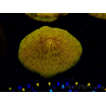 WYSIWYG Cycloseris sp 15 (5 cm)