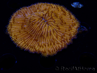 WYSIWYG Cycloseris sp (6.5 cm)