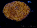 WYSIWYG Cycloseris sp (6.5 cm)