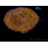 WYSIWYG Cycloseris sp 16 Ultra Neon Orange (6.5 cm)