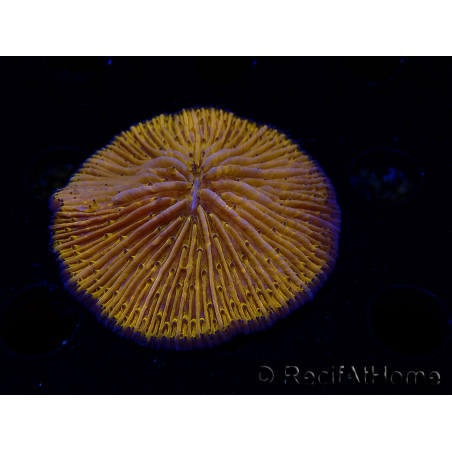 WYSIWYG Cycloseris sp 17 (5 cm)