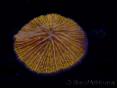 WYSIWYG Cycloseris sp 17 (5 cm)