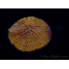 WYSIWYG Cycloseris sp 17 (5 cm)