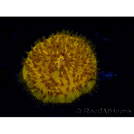 WYSIWYG Cycloseris sp 18 Ultra Neon Orange (5.5 cm)