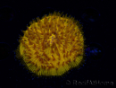 WYSIWYG Cycloseris sp 18 (5.5 cm)