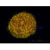 WYSIWYG Cycloseris sp 18 Ultra Neon Orange (5.5 cm)