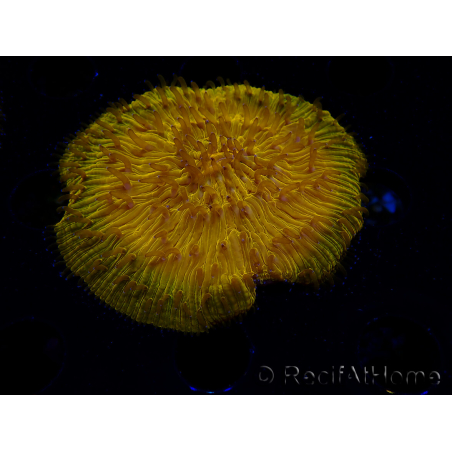 WYSIWYG Cycloseris sp 19 Ultra Neon Orange (5 cm)