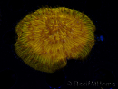 WYSIWYG Cycloseris sp 19 (5 cm)