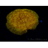 WYSIWYG Cycloseris sp 19 (5 cm)