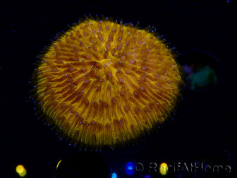 WYSIWYG Cycloseris sp 20 Ultra Neon Orange (5.5 cm)
