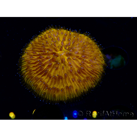 WYSIWYG Cycloseris sp 20 (5.5 cm)