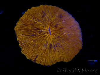 WYSIWYG Cycloseris sp 21 Ultra Neon Orange (6.5 cm)