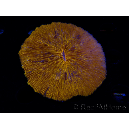 WYSIWYG Cycloseris sp 21 (6.5 cm)