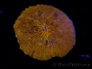 WYSIWYG Cycloseris sp 21 (6.5 cm)