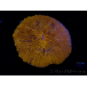 WYSIWYG Cycloseris sp 21 (6.5 cm)