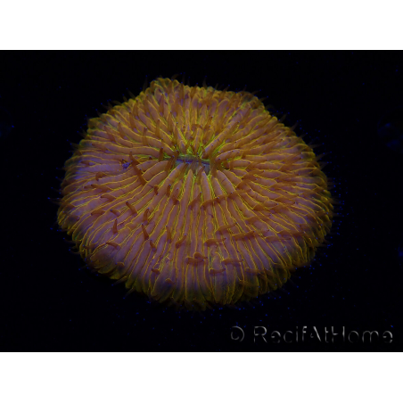 WYSIWYG Cycloseris sp 22 (4 cm)