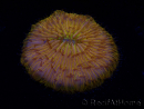 WYSIWYG Cycloseris sp 22 (4 cm)