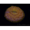 WYSIWYG Cycloseris sp 22 (4 cm)