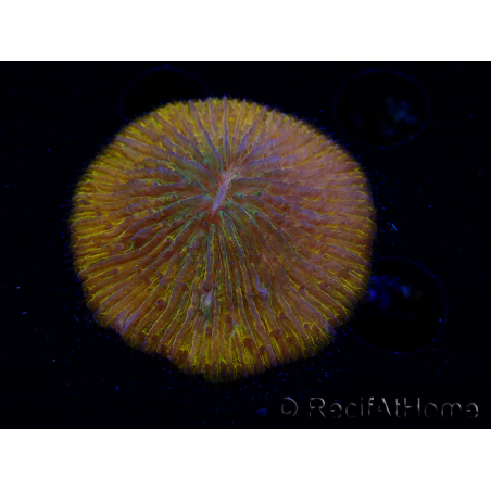 WYSIWYG Cycloseris sp 23 (5.5 cm)