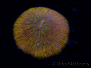 WYSIWYG Cycloseris sp 23 Ultra Neon Orange (5.5 cm)