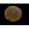 WYSIWYG Cycloseris sp 23 (5.5 cm)