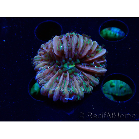 WYSIWYG- RAH Heliofungia fralinae 1 (Esqueleto 2.5 cm)