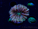WYSIWYG- RAH Heliofungia fralinae 1 (Skeleton 2.5 cm)