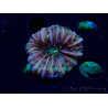 WYSIWYG- RAH Heliofungia fralinae 1 (Esqueleto 2.5 cm)