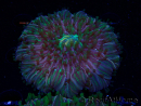 WYSIWYG- RAH Heliofungia fralinae 2 (Skelett 2,5 cm)