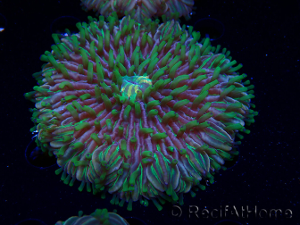 WYSIWYG- RAH Heliofungia fralinae 3 (Skelett 2,5 cm)