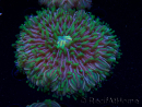 WYSIWYG- RAH Heliofungia fralinae 3 (Scheletro 2,5 cm)