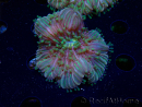 WYSIWYG- RAH Heliofungia fralinae 4 (Scheletro 2,5 cm)