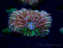 WYSIWYG- RAH Heliofungia fralinae 4 (Skelett 2,5 cm)