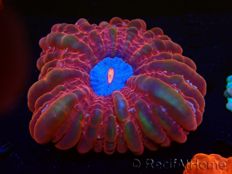 WYSIWYG Cynarina lacrymalis 4 (Esqueleto 3 cm/abierto 9 cm)