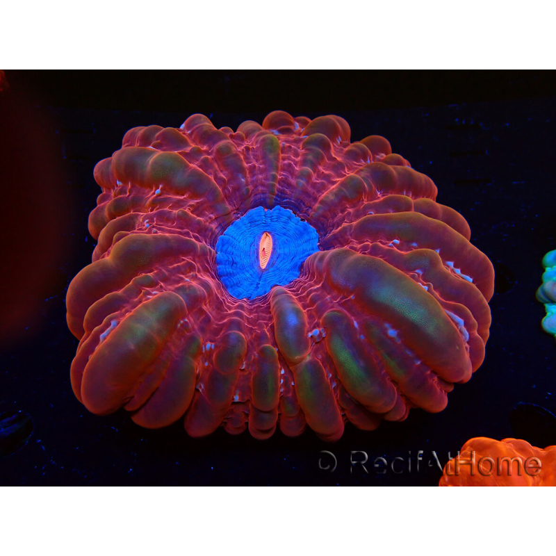WYSIWYG Cynarina lacrymalis 4 (Esqueleto 3 cm/abierto 9 cm)