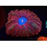 WYSIWYG Cynarina lacrymalis 4 (Esqueleto 3 cm/abierto 9 cm)