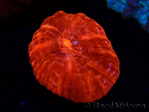 WYSIWYG Cynarina lacrymalis Ultra Red 7 (Skeleton 3.5 cm/open 7 cm)