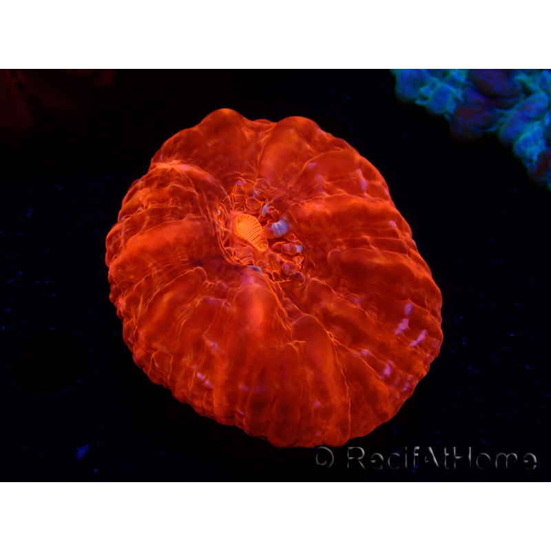WYSIWYG Cynarina lacrymalis Ultra Red 7 (Skeleton 3.5 cm/open 7 cm)