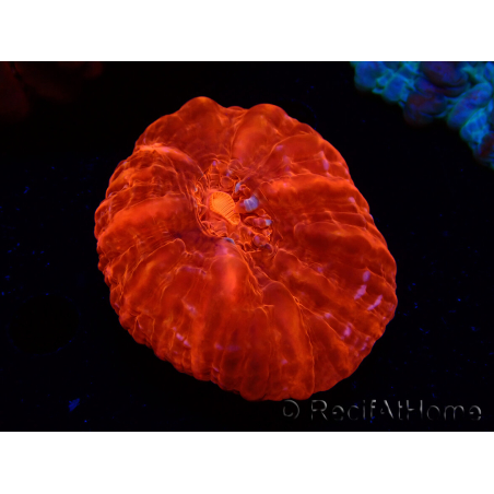 WYSIWYG Cynarina lacrymalis Ultra Red 7 (Skeleton 3.5 cm/open 7 cm)