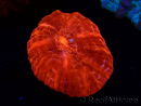 WYSIWYG Cynarina lacrymalis Ultra Red 7 (Skeleton 3.5 cm/open 7 cm)