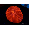WYSIWYG Cynarina lacrymalis Ultra Red 7 (Skeleton 3.5 cm/open 7 cm)