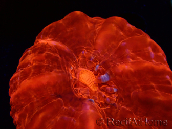WYSIWYG Cynarina lacrymalis Ultra Red 7 (Skeleton 3.5 cm/open 7 cm)