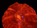 WYSIWYG Cynarina lacrymalis Ultra Red 7 (Skeleton 3.5 cm/open 7 cm)