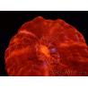 WYSIWYG Cynarina lacrymalis Ultra Red 7 (Skeleton 3.5 cm/open 7 cm)