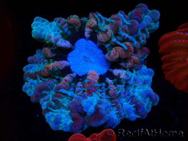 WYSIWYG Cynarina macassarensis 8 (ex Indophyllia) (Skeleton 3.5 cm/Open 10 cm)