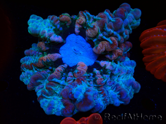 WYSIWYG Cynarina macassarensis 8 (ex Indophyllia) (Skeleton 3.5 cm/Open 10 cm)