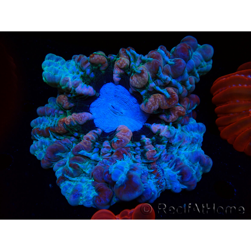 WYSIWYG Cynarina macassarensis 8 (ex Indophyllia) (Skeleton 3.5 cm/Open 10 cm)